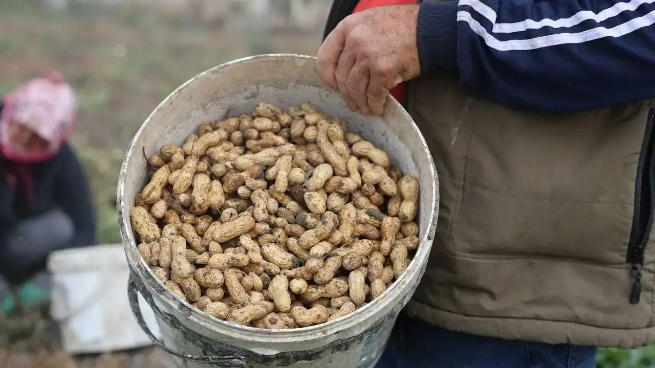 Hatay’da Yer Fıstığı Rekoltesi Yarı Yarıya Düşünce Fiyatlar Uçtu! 3